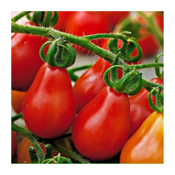 Red Pear Tomato 40 seeds | Picantes.pt