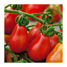 Tomate Pêra (Red Pear)