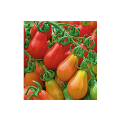 Red Pear Tomato 40 seeds