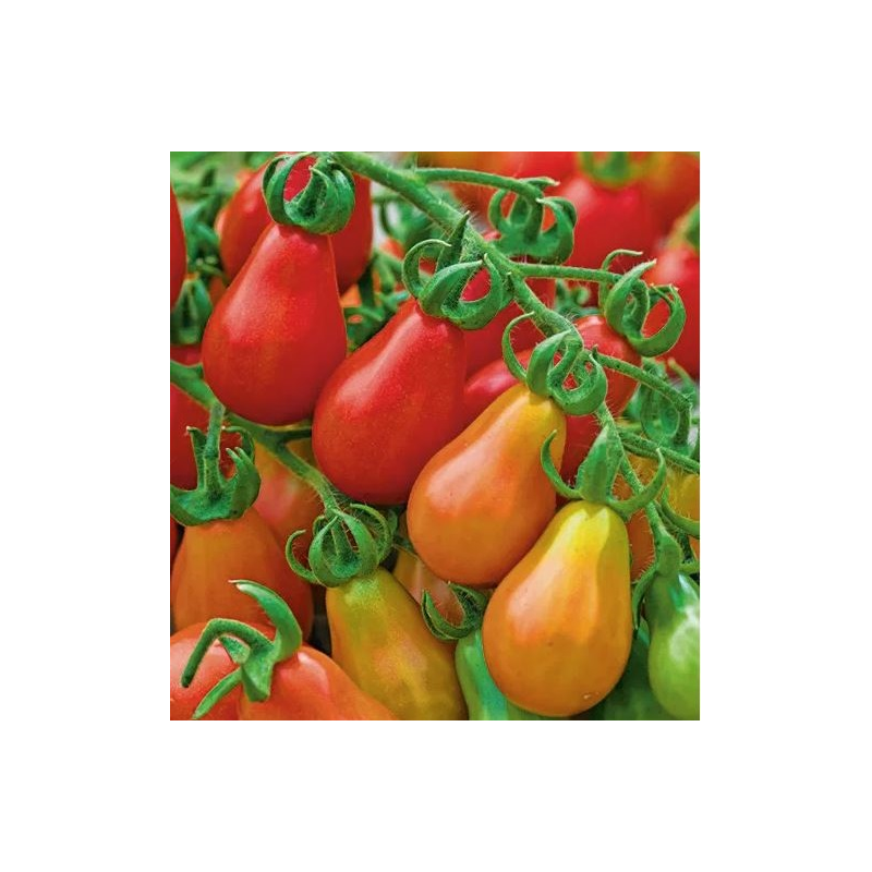 Red Pear Tomato 40 seeds | Picantes.pt