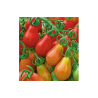 Red Pear Tomato 40 seeds | Picantes.pt