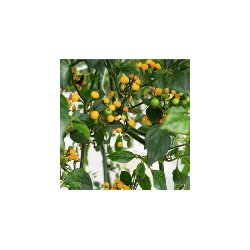 Pimenta Aji Charapita: O Caviar da Amazónia Peruana