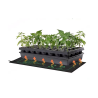 Kit Completo de Germinación de Semillas | Picantes.pt