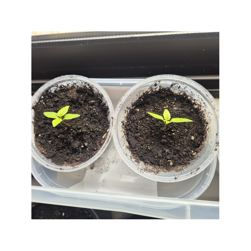 Plantas mudas Carolina Reaper e Outras