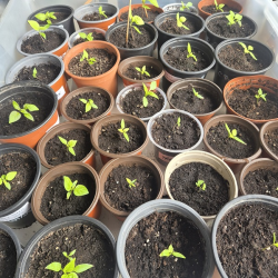 Plantas mudas Carolina Reaper e Outras