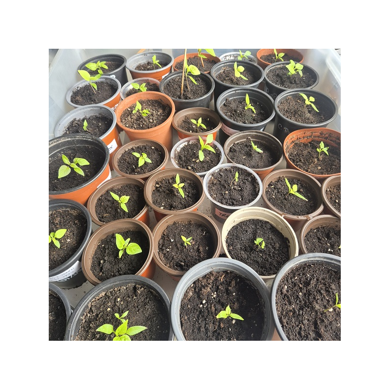 Plantas mudas Carolina Reaper e Outras