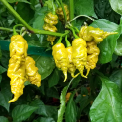 Plantas de Pimentas Malaguetas. STOCK LIMITADO