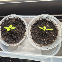 Plantas mudas Carolina Reaper e Outras