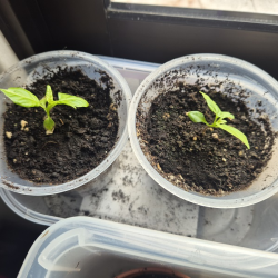 Plantas mudas Carolina Reaper e Outras