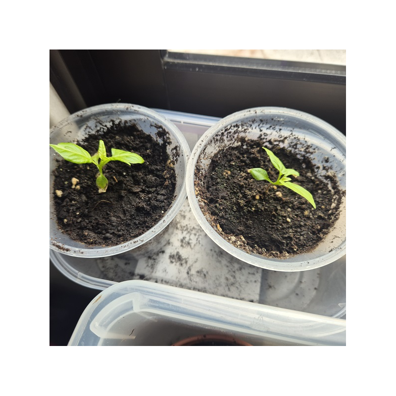 Plantas mudas Carolina Reaper e Outras