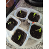 Plantas mudas Carolina Reaper e Outras