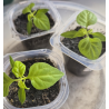 Planta Carolina Reaper. STOCK LIMITADO