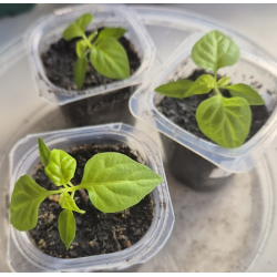 Planta Carolina Reaper. STOCK LIMITADO