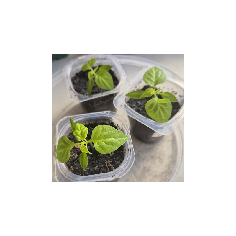 Planta Carolina Reaper. STOCK LIMITADO