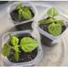 Planta Carolina Reaper. STOCK LIMITADO