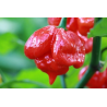 7 pot infinity
