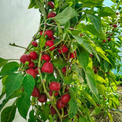 Sementes de Pimenta Tondo Calabrese | Variedade Italiana para Conservas | Picantes.pt