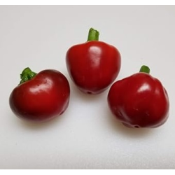 Sementes de Pimenta Tondo Calabrese | Variedade Italiana para Conservas | Picantes.pt
