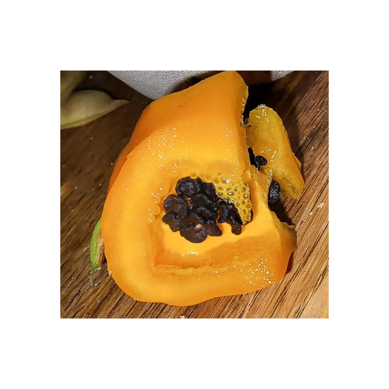 Manzano Rocoto Laranja: as Sementes Negras dos Andes