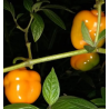 Manzano Rocoto Laranja: as Sementes Negras dos Andes