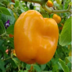 Manzano Rocoto Laranja: as Sementes Negras dos Andes
