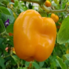 Manzano Rocoto Laranja: as Sementes Negras dos Andes
