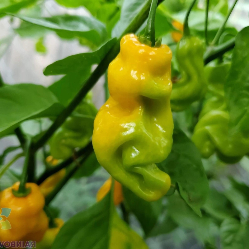 Pimenta Madame Jeanette - Sementes e Frutos | picantes.pt