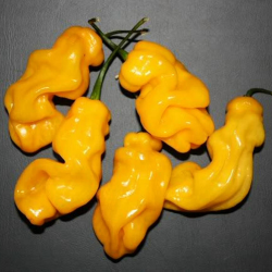 Pimenta Madame Jeanette - Sementes e Frutos | picantes.pt