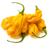 Pimenta Madame Jeanette - Sementes e Frutos | picantes.pt