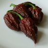 Pimenta Apocalypse Choco Super Hot | Loja Picantes.pt