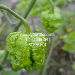 Pimenta Apocalypse Choco Super Hot | Loja Picantes.pt
