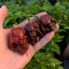 Pimenta Apocalypse Choco Super Hot | Loja Picantes.pt