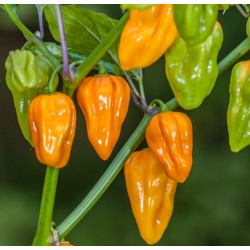 Pimenta Aji Umbra Amarela | Sabor Cítrico e Calor Moderado