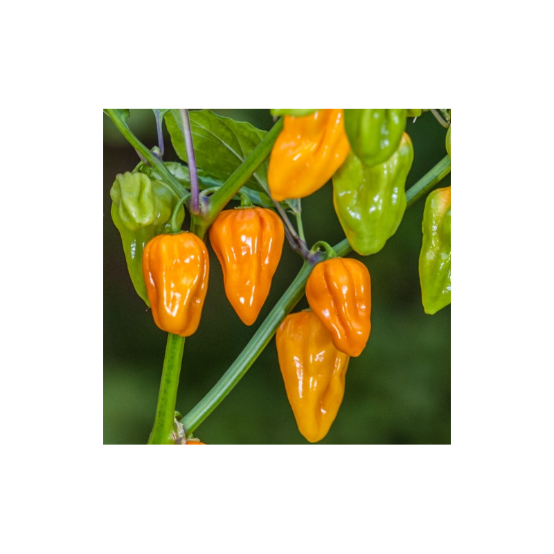 Pimenta Aji Umbra Amarela | Sabor Cítrico e Calor Moderado