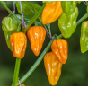 Pimenta Aji Umbra Amarela | Sabor Cítrico e Calor Moderado