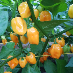 Pimenta Aji Umbra Amarela | Sabor Cítrico e Calor Moderado