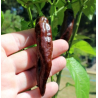 Pimenta Aji Panca do Peru | Sabor Defumado e Calor Suave