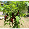 Pimenta Aji Panca do Peru | Sabor Defumado e Calor Suave