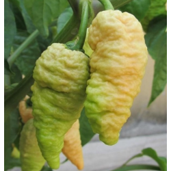 Pimenta BBG7 Peach Ghost Jami | Super Hot Rara na Picantes.pt