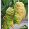 Pimenta BBG7 Peach Ghost Jami | Super Hot Rara na Picantes.pt