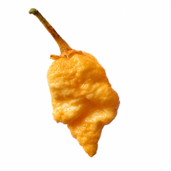 Pimenta BBG7 Peach Ghost Jami | Super Hot Rara na Picantes.pt