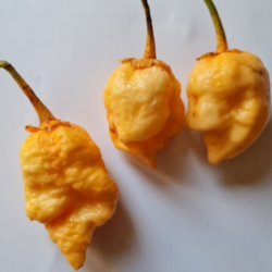 Pimenta BBG7 Peach Ghost Jami | Super Hot Rara na Picantes.pt