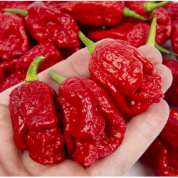 Pimenta Fatalii Gourmet Jigsaw | Calor Extremo na Picantes.pt