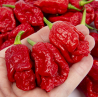 Pimenta Fatalii Gourmet Jigsaw | Calor Extremo na Picantes.pt