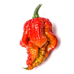 Pimenta Fatalii Gourmet Jigsaw | Calor Extremo na Picantes.pt