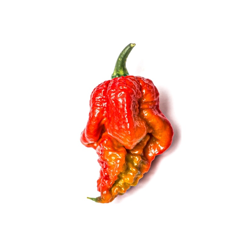 Pimenta Fatalii Gourmet Jigsaw | Calor Extremo na Picantes.pt
