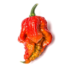 Pimenta Fatalii Gourmet Jigsaw | Calor Extremo na Picantes.pt