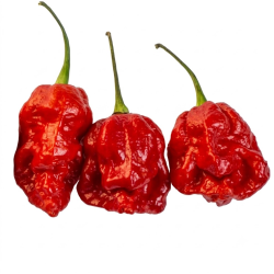 Pimenta Fatalii Gourmet Jigsaw | Calor Extremo na Picantes.pt