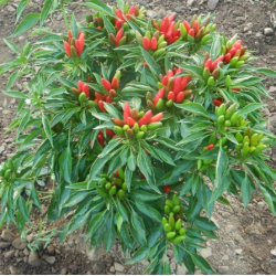 Pimenta Thai Volcano | O Toque de Fogo Tailandês na Picantes.pt