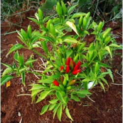 Pimenta Thai Volcano | O Toque de Fogo Tailandês na Picantes.pt